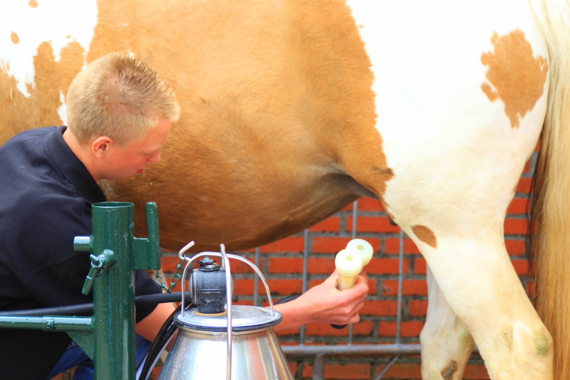 Paardenmelk Kopen Bestellen Eczeem Huidklacht Kind Paardenmelk