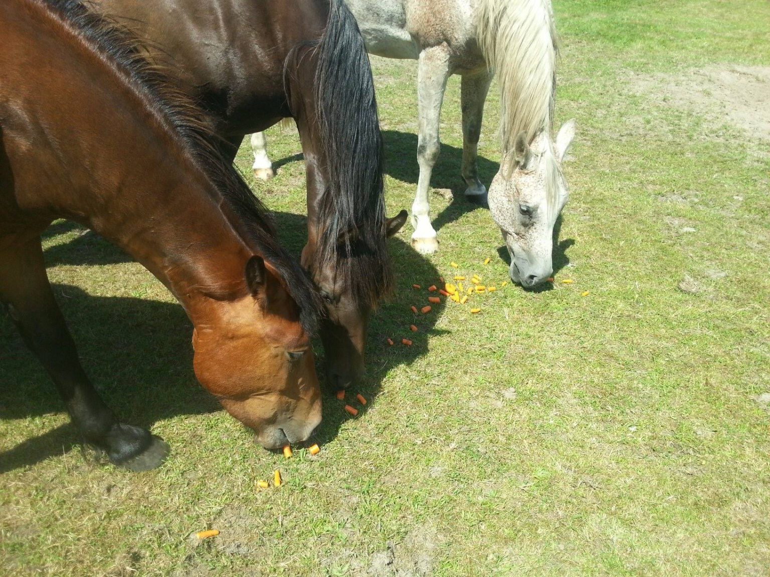 Over Paardenmelkerij De Lage Wierde